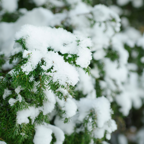 Des conseils pour passer des fêtes de Noël éco-joyeuses