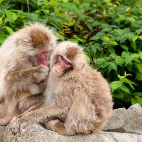 Des chercheurs, après avoir étudié pendant 30 ans des macaques japonais, ont élaboré la théorie du 100ème singe