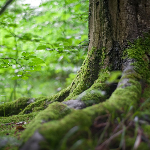 Découvrez dans cet article les 3 étapes pour profiter de votre bain de forêt.