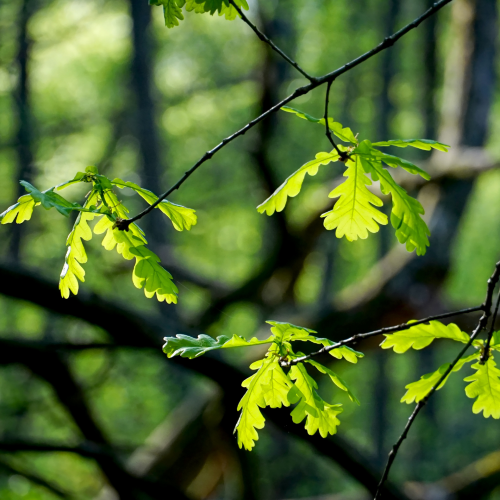 3 conseils pour se connecter à la nature quand on débute