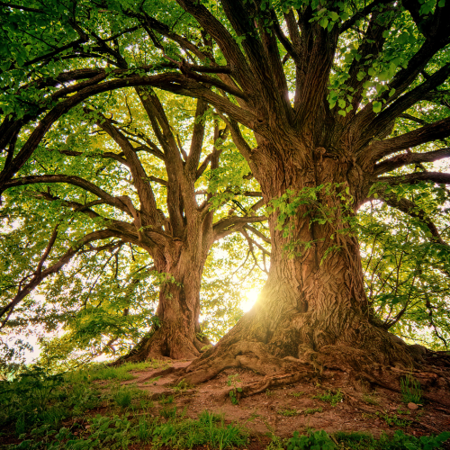 Des infos cocasses, surprenantes, émouvantes sur le monde des arbres.