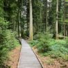 Bain de forêt pour les personnes à mobilité réduite sur le magnifique sentier Handicap et Nature à Villars Tiercelin (Suisse)