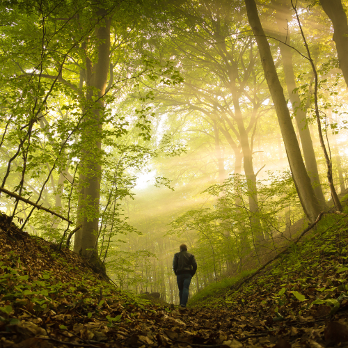 10 conseils et 3 pratiques pour prendre un bain de forêt individuel