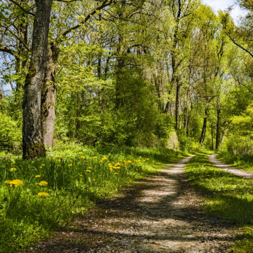 Observez pendant 90 secondes cette image de forêt et notez comment vous vous sentez par rapport à une image urbaine.