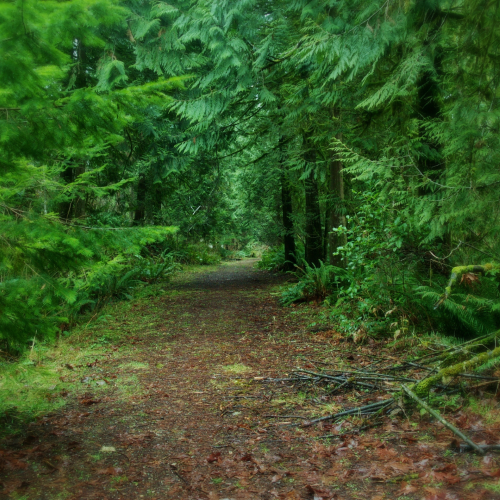 A l'occasion de la Journée internationale des forêts qui a lieu chaque année le 21 mars, découvrez leur rôle sur le maintien de la vie sur terre. Un article écrit par Nathalie Guiffault, fondatrice d'Homo Ecologicus et guide de bains de forêt à Lausanne dans le canton de Vaud.