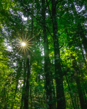 Bain de forêt – Date à venir