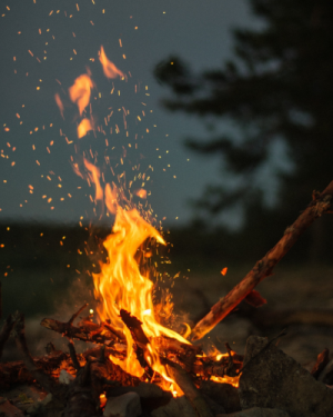 Bain de forêt – De la lumière au crépuscule – Date à venir