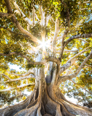 L’Arbre de Vie collectif spécial hypersensibles – Dimanche 15 juin 2025