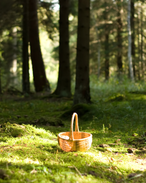 Sortie Arbres et cueillette – Date à venir