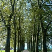 L’Arbr’Apéro – La plus belle allée de platanes de Lausanne – 23 août 2025