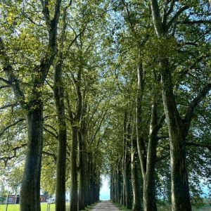 L'Arbr'Apéro - La plus belle allée de platanes de Lausanne - 23 août 2025