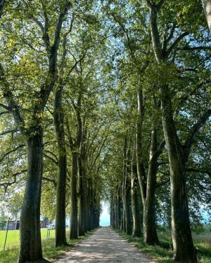 L’Arbr’Apéro – La plus belle allée de platanes de Lausanne – 23 août 2025
