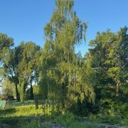 L’Arbr’Apéro – Le plus beau bouleau de Lausanne – 26 juillet 2025