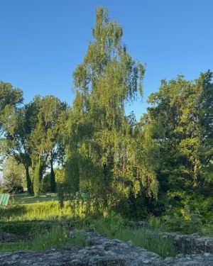 L’Arbr’Apéro – Le plus beau bouleau de Lausanne – 26 juillet 2025