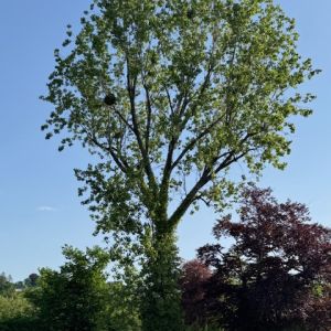 L'Arbr'Apéro - Le plus beau peuplier de Lausanne - 23 août 2025