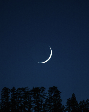 Bain de forêt “l’Arbre et la lune : masculin et féminin en expansion” – Samedi 18 octobre 2025