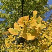 L’Arbr’Apéro – La plus belle forêt de gingko biloba de Lausanne – 22 novembre 2025