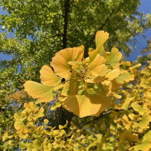 L'Arbr'Apéro - La plus belle forêt de gingko biloba de Lausanne - 22 novembre 2025