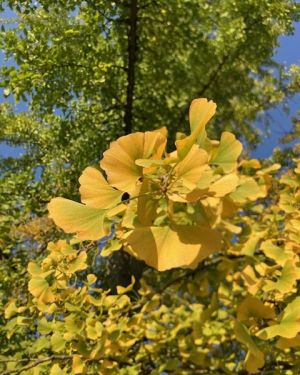 L’Arbr’Apéro – La plus belle forêt de gingko biloba de Lausanne – 22 novembre 2025
