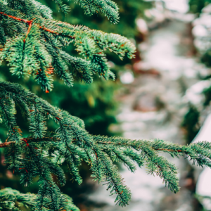 L'Arbr'Apéro - Le plus beau sapin de Noël de Lausanne - 13 décembre 2025