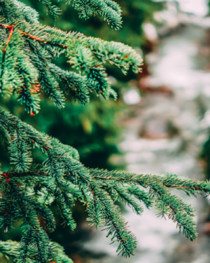 L’Arbr’Apéro – Le plus beau sapin de Noël de Lausanne – 13 décembre 2025